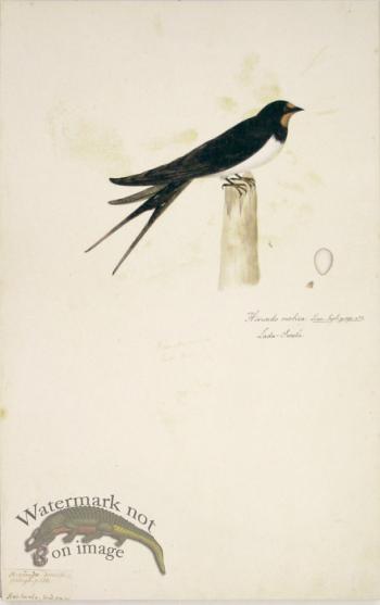 82 Swedish Birds . Hirundo Rustica,  Barn Swallow w/Egg
